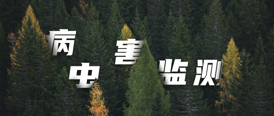 松材线虫防治刻不容缓！