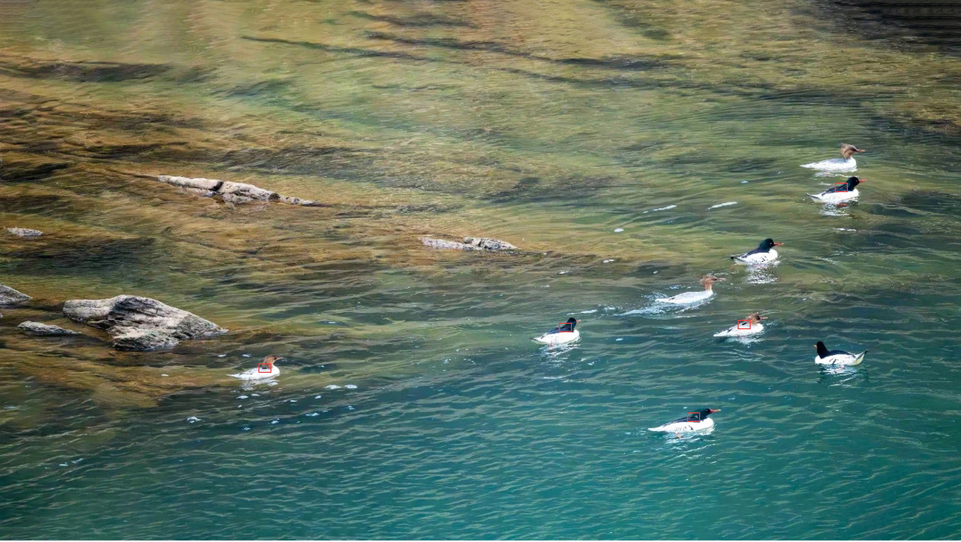 卫星绘迹，科技护航：中华秋沙鸭迁徙监测实录
