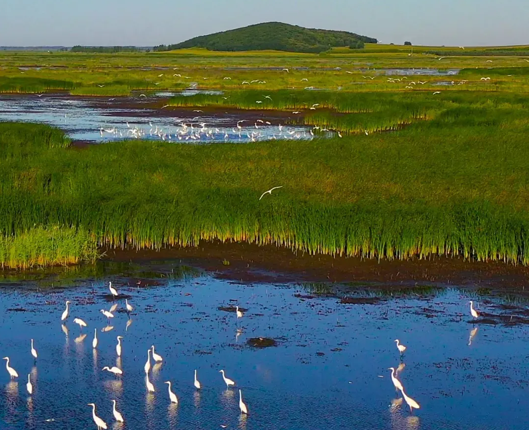 我国湿地保护取得历史性成就：国际重要湿地82处 国际湿地城市22个 国家重要湿地80处 国家湿地公园903处